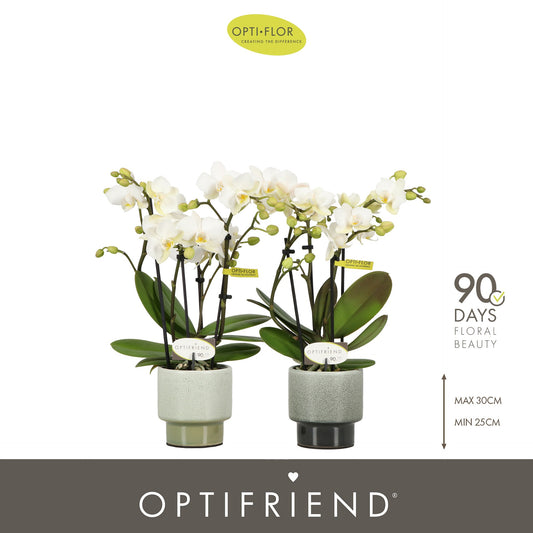Phalaenopsis multiflora white 25cm 7cm Pot