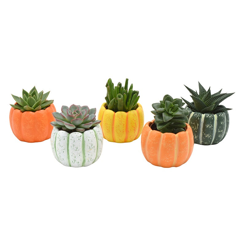 Succulent mix 8cm 6cm Pot
