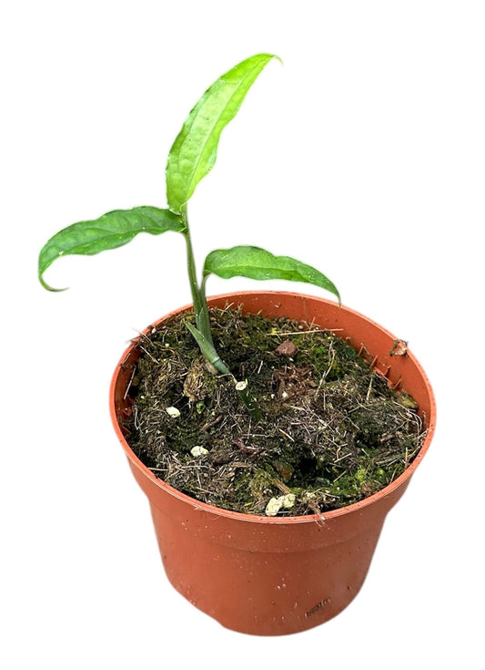 Monstera Variegated 15cm 510cm Pot