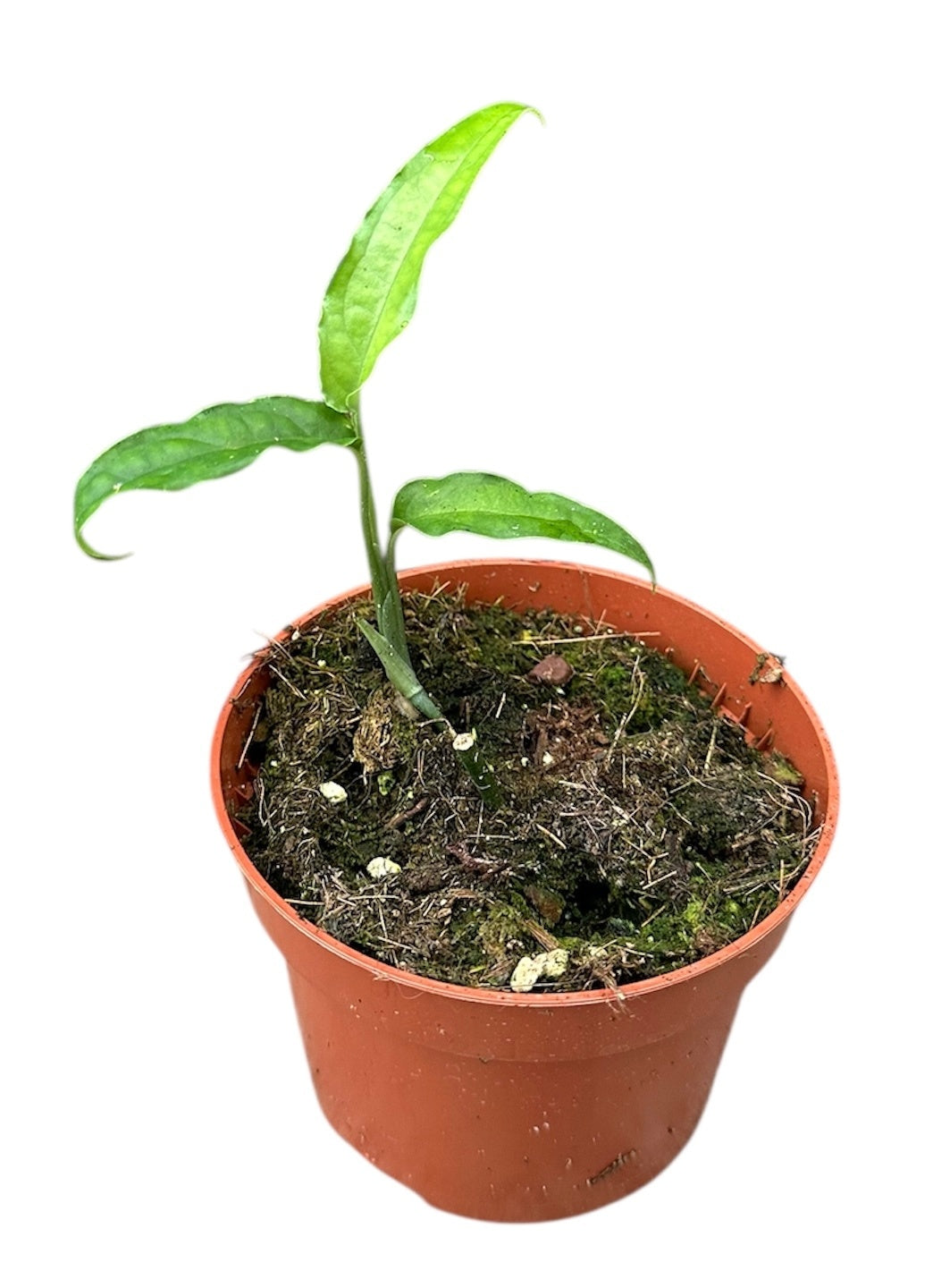 Monstera Variegated 15cm 10.5cm Pot