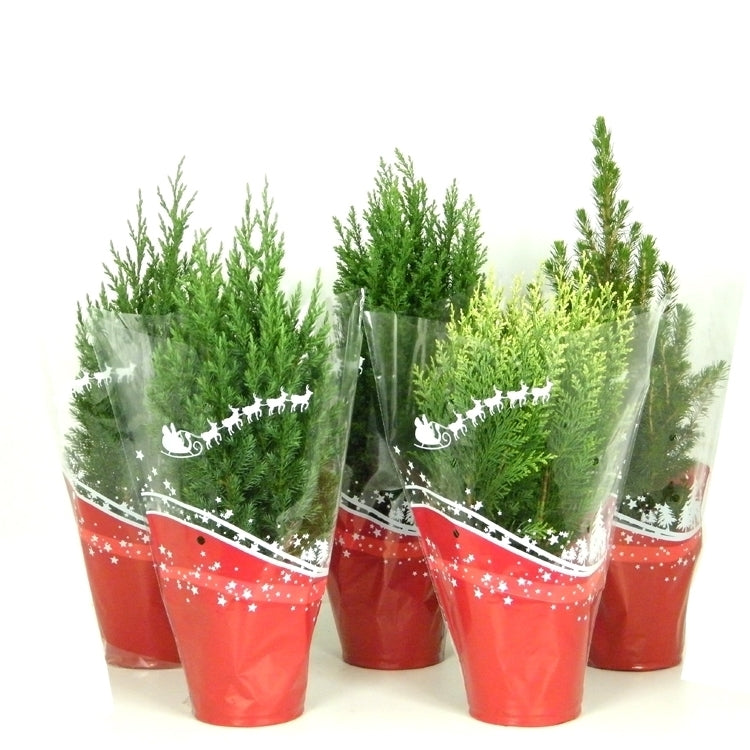Conifer mix 45cm 13cm Pot