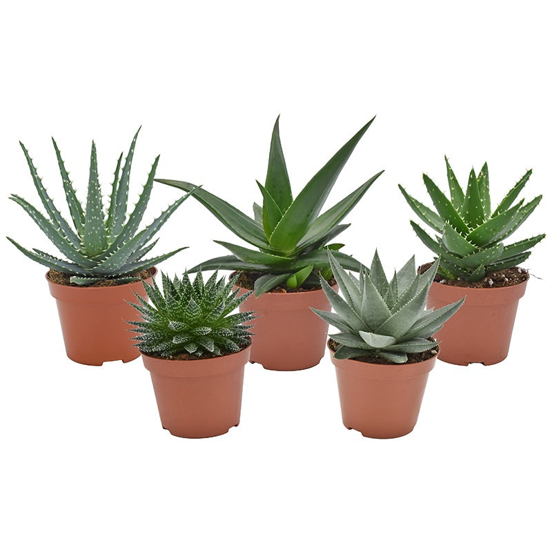 Succulent mix 14cm 510cm Pot