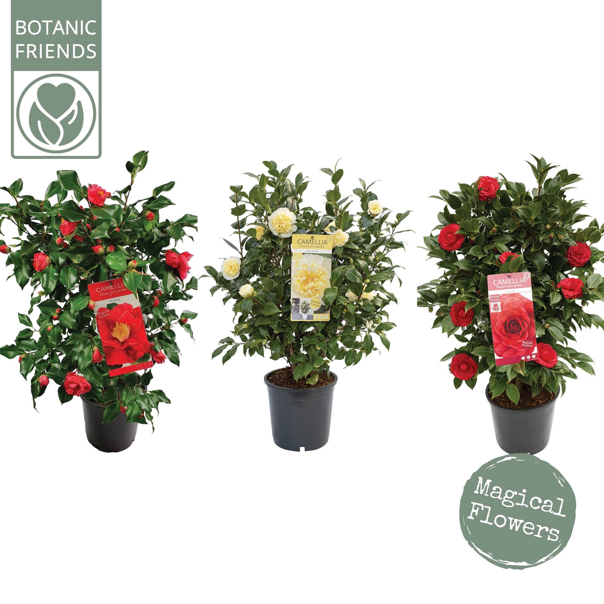 Camellia japonica 85cm 24cm Pot