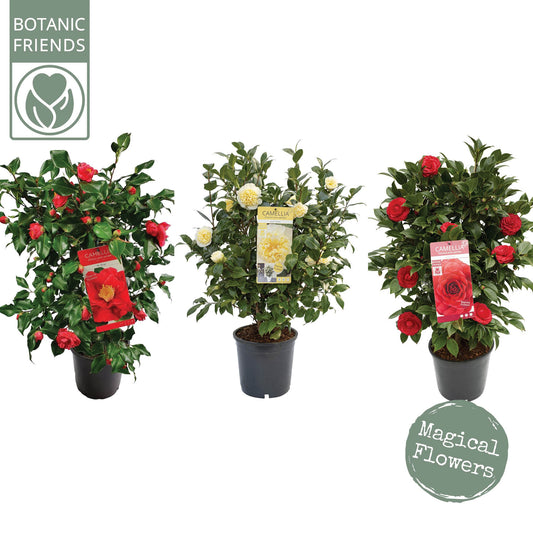 Camellia japonica 85cm 24cm Pot