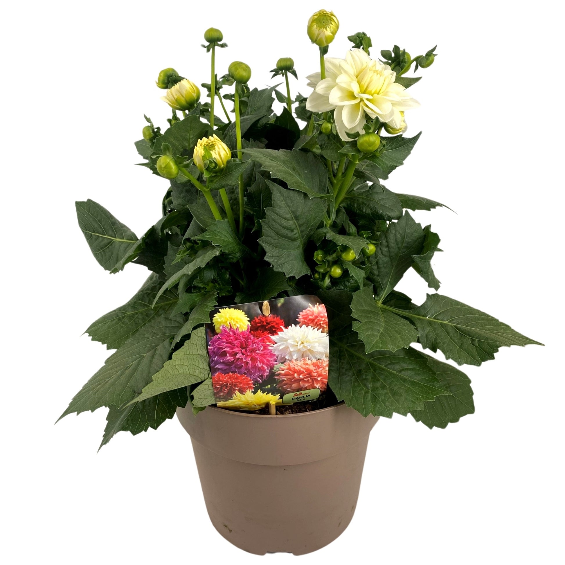 Dahlia Dalina Maxi Lopez 55cm 23cm Pot