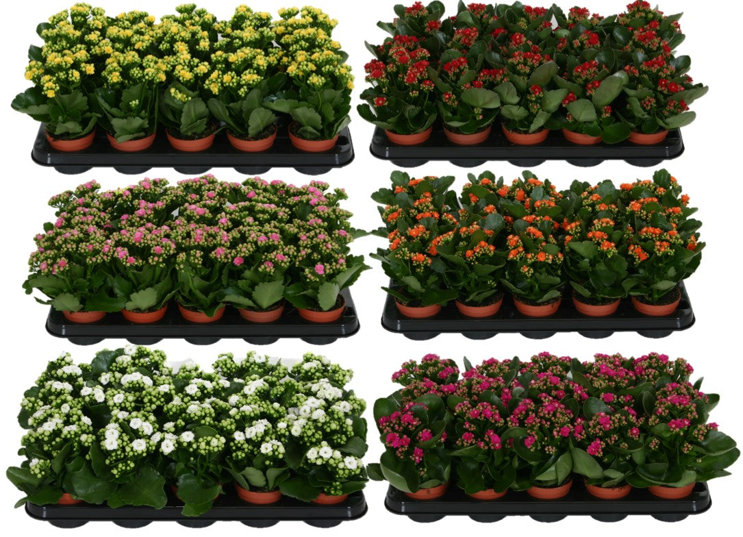 Kalanchoe double mix 19cm 9cm Pot