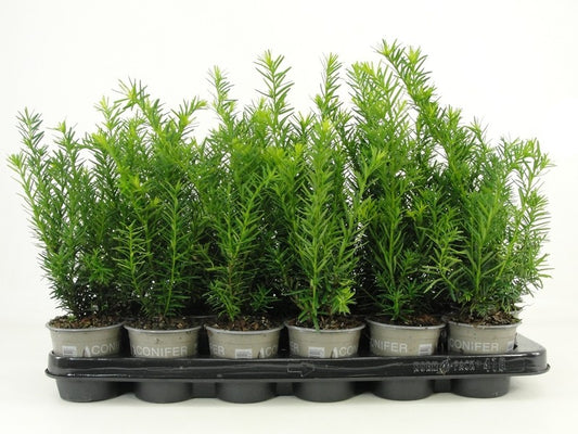 Taxus media Densiformis 20cm 9cm Pot