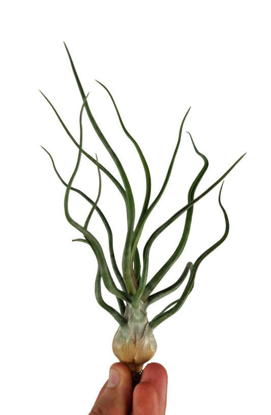 Tillandsia ionantha 15cm 10cm Pot