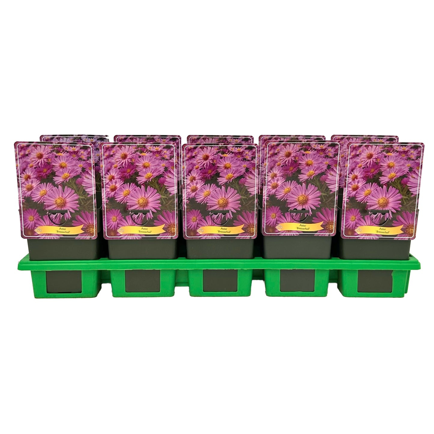 aster-dum-herbstgruss-vom-bresserhof-25cm-11cm-pot