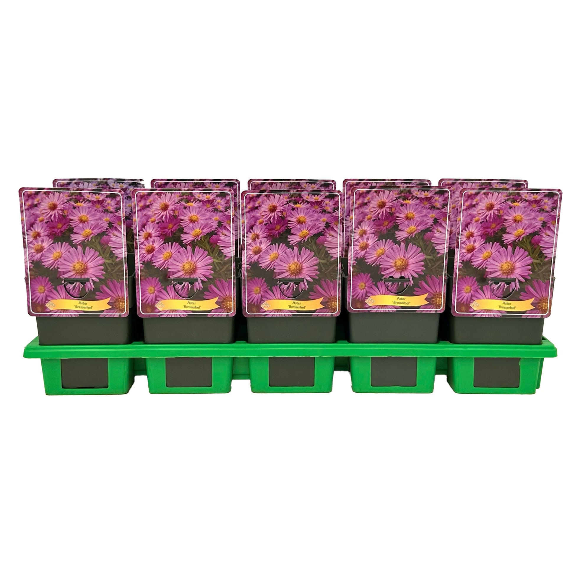 aster-dum-herbstgruss-vom-bresserhof-25cm-11cm-pot