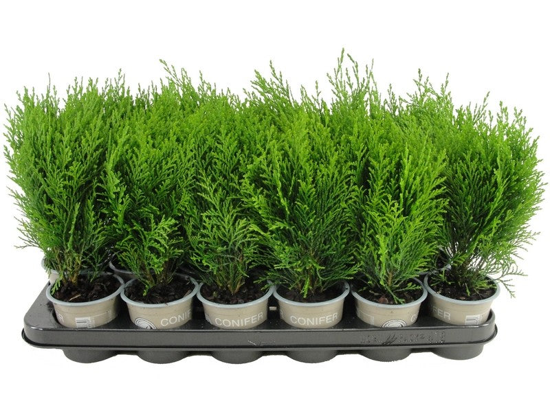 Chamaecyparis Grayswood Feather 15cm 9cm Pot