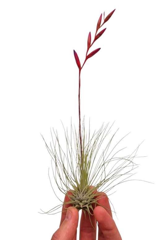 Tillandsia ionantha 10cm 6cm Pot