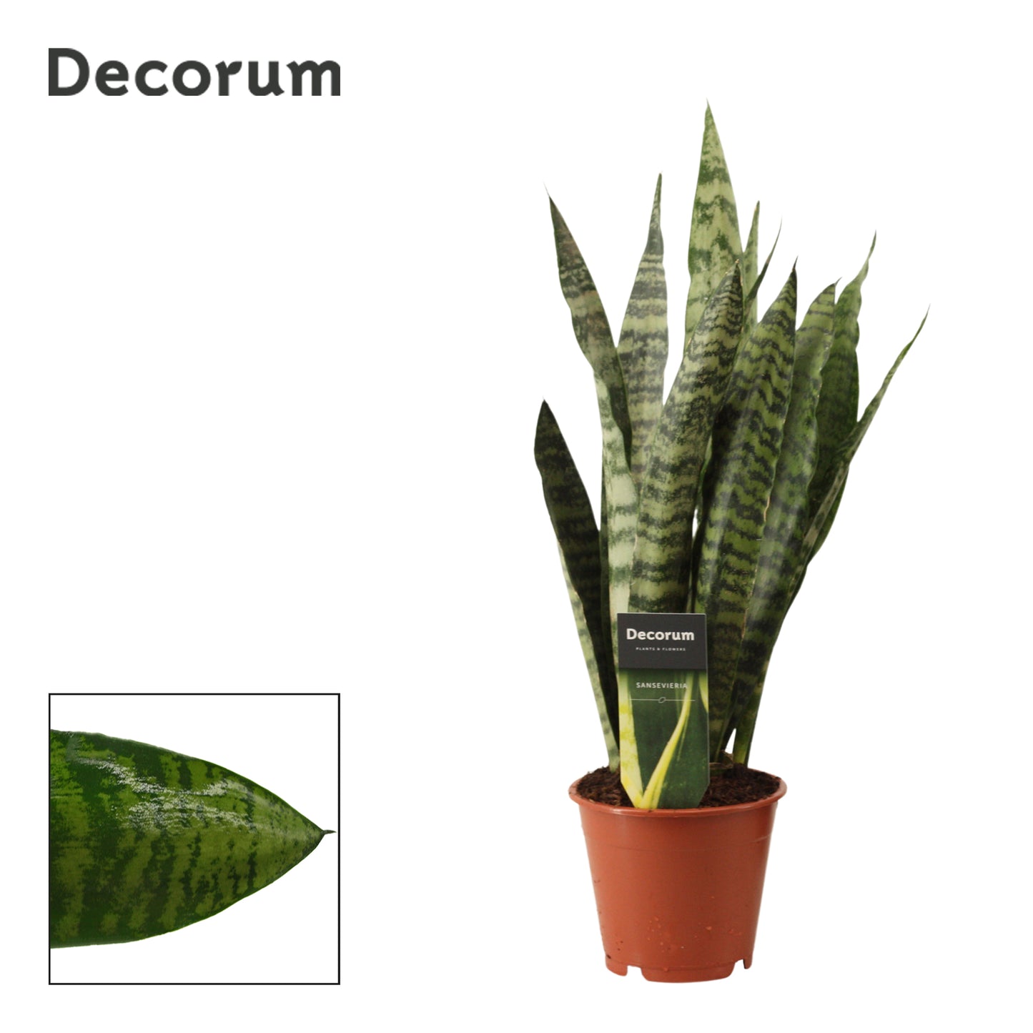 Duijn-Hove BV, kwekerij Sansevieria Zeylanica Pack of 10