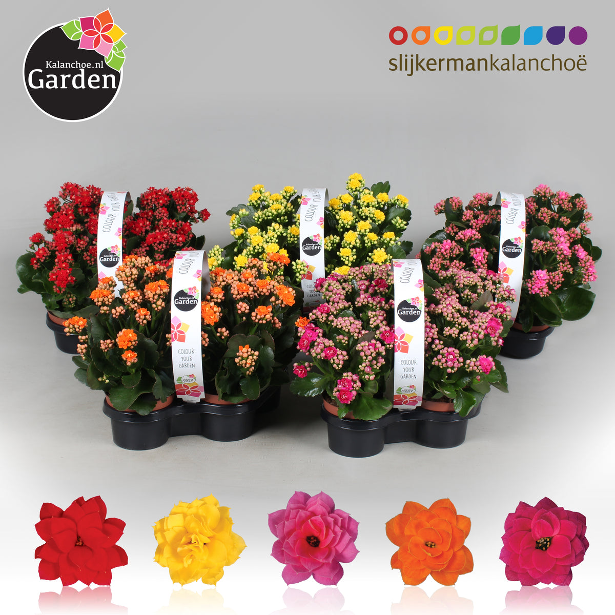 Kalanchoe gevuldbloemig 23cm 10.5cm Pot