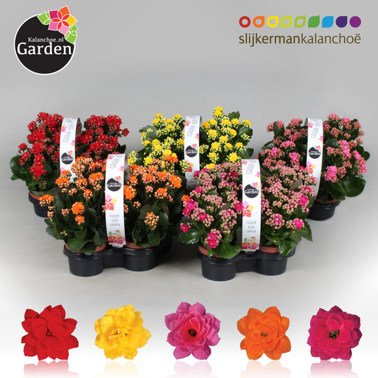 Kalanchoe gevuldbloemig 23cm 10.5cm Pot