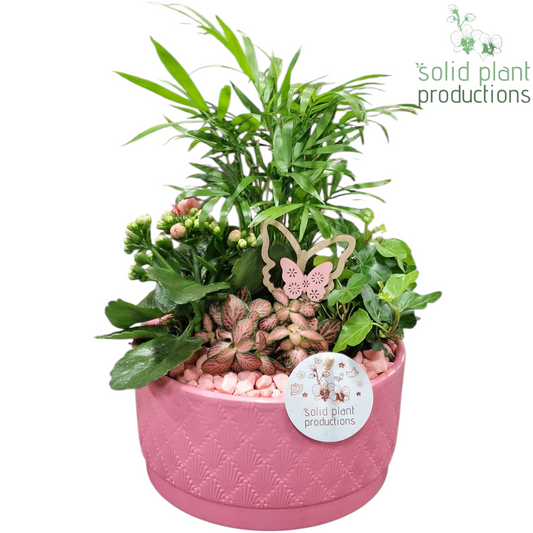 CH003 Loes Pink 35cm 18cm Pot