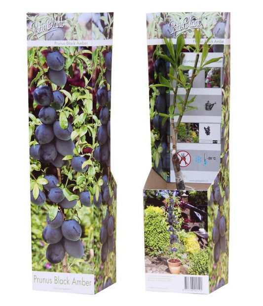 Valk BV Patioplant Prunus domestica Pack of 12