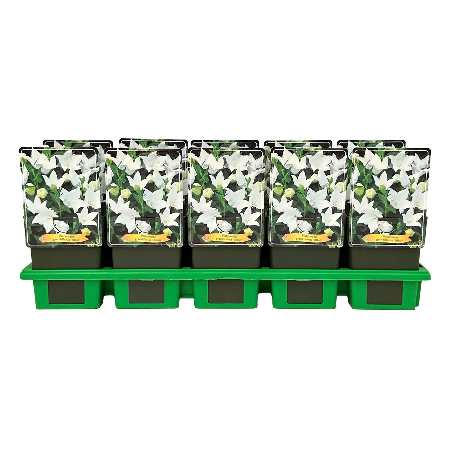 Gebr. Griffioen Platycodon grandiflorus Albus Pack of 10