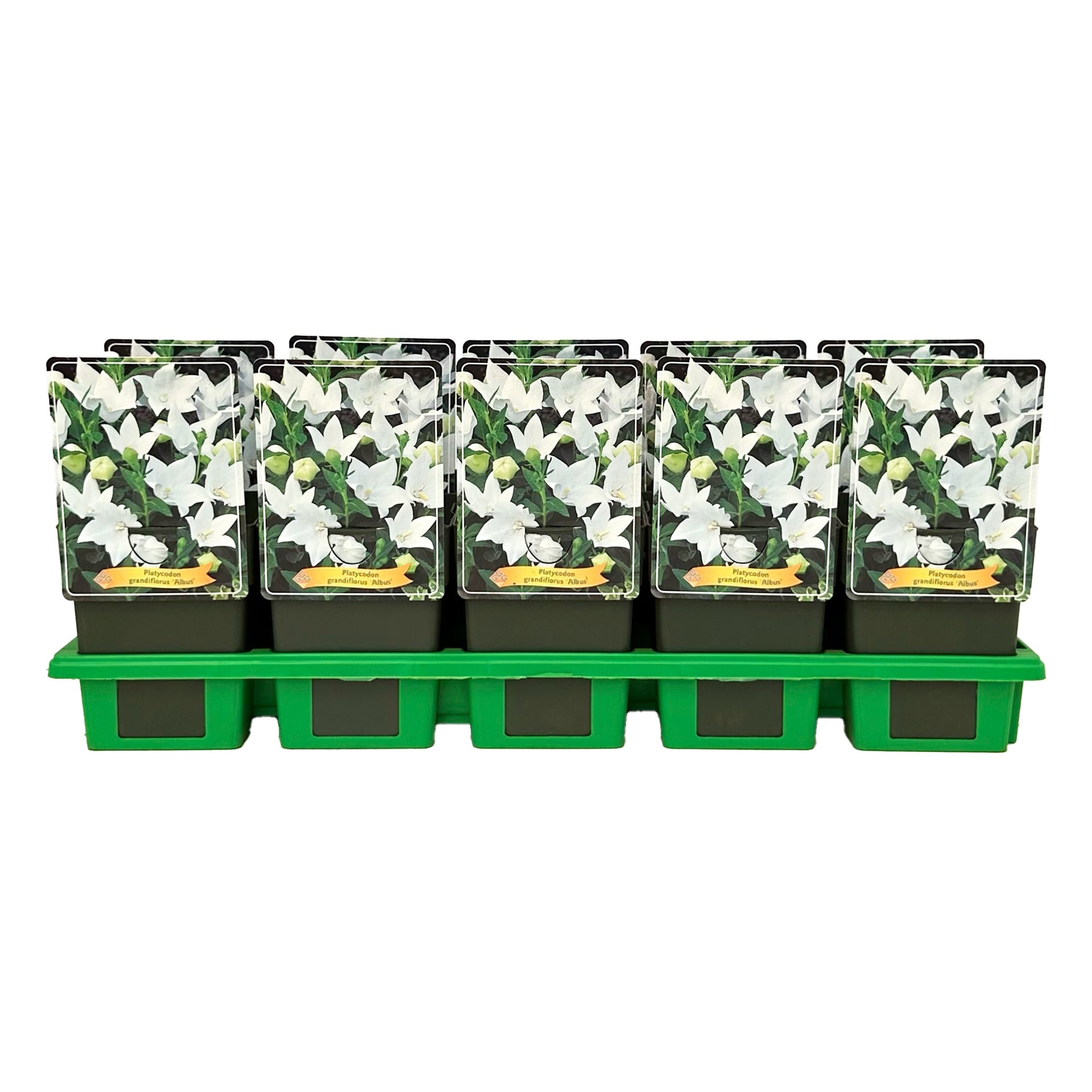 Gebr. Griffioen Platycodon grandiflorus Albus Pack of 10