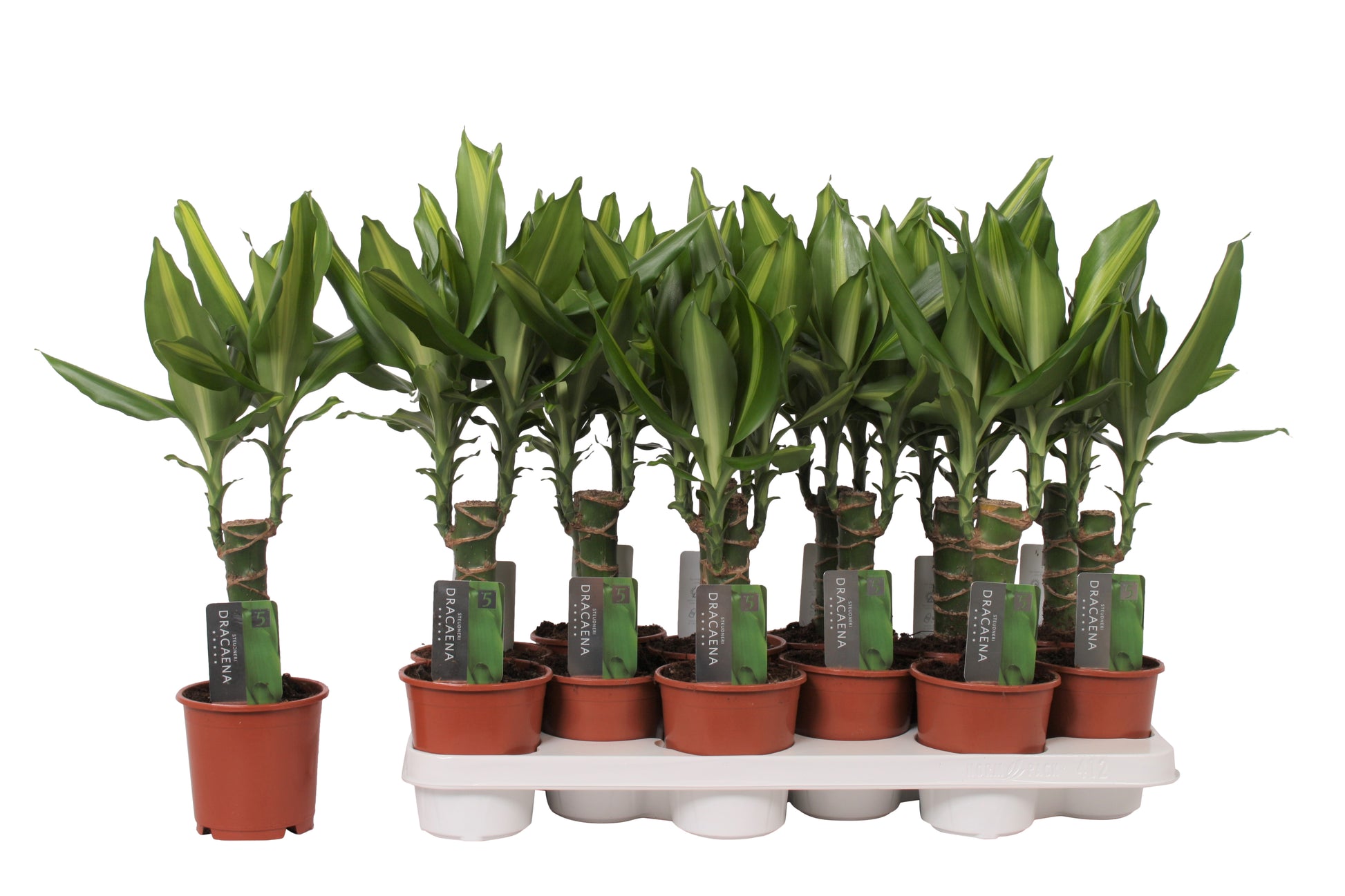 Dracaena frag. Mass Coast 40cm 11cm Pot
