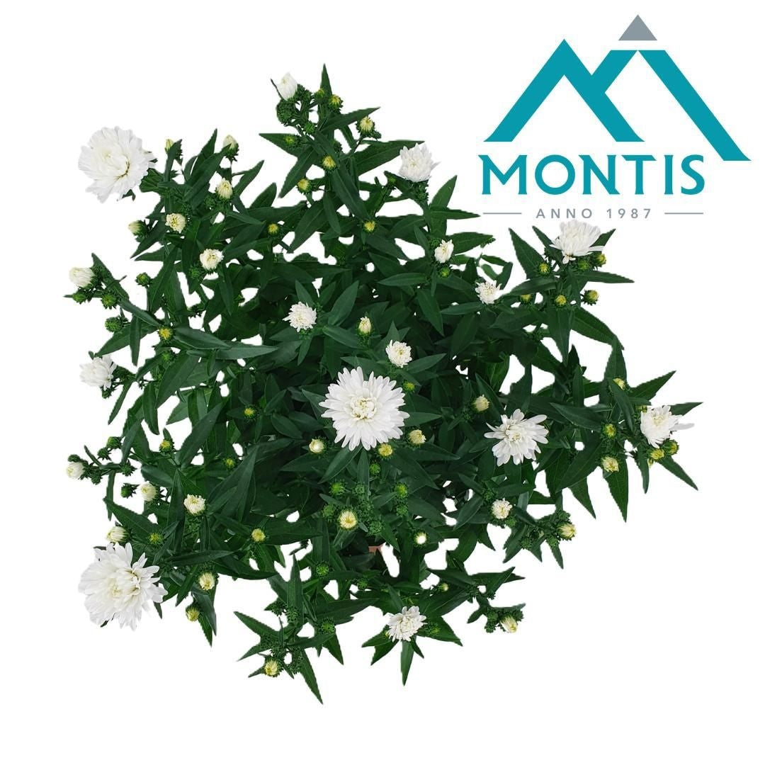 Aster nb. Showmakers Snow White 30cm 14cm Pot