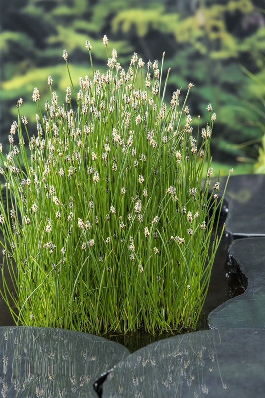 Waterplkw R. Moerings Eleocharis palustris Pack of 6