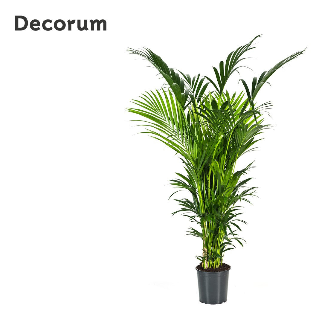 Howea forsteriana 200cm 32cm Pot
