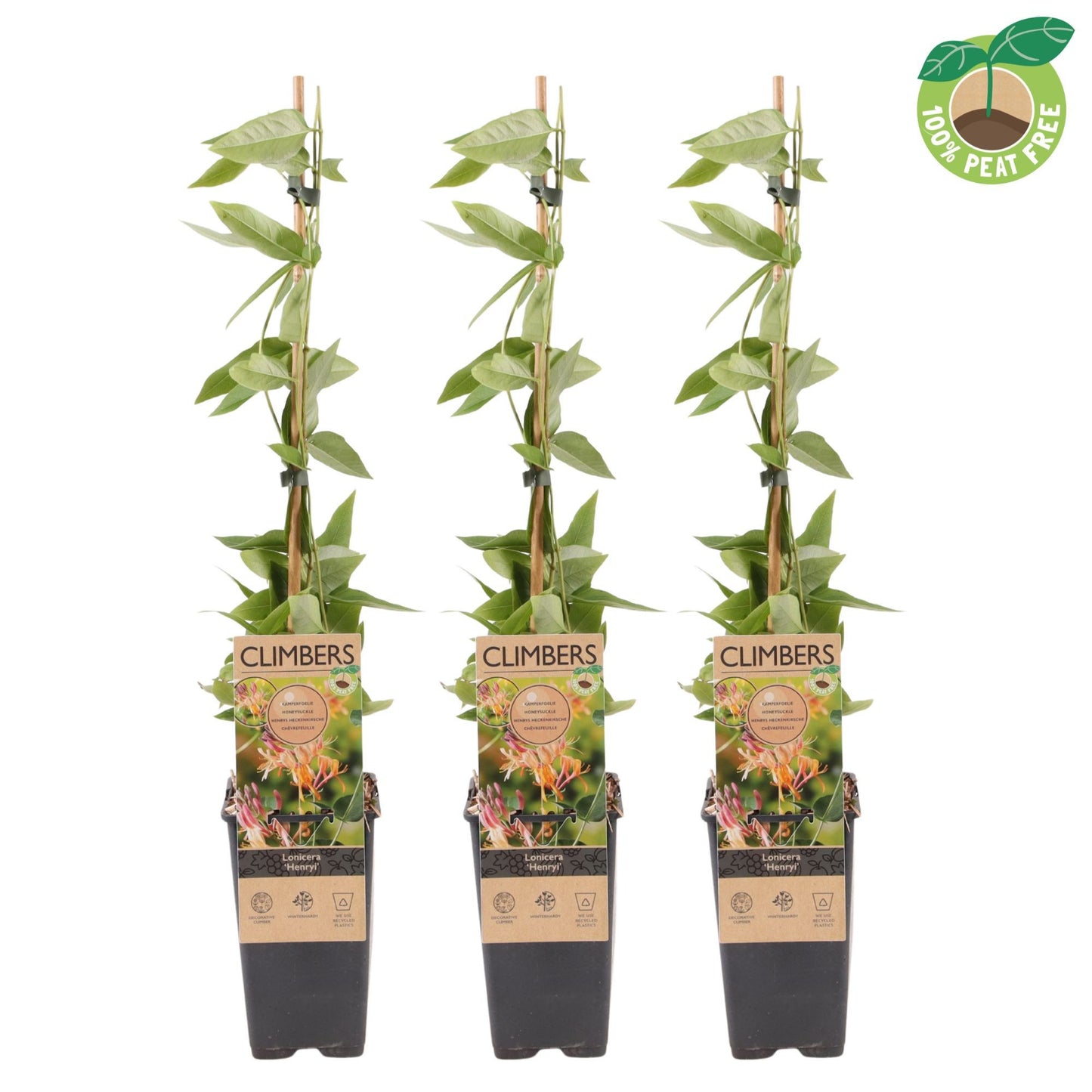 Streng Growers B.V. Lonicera henryi Pack of 10