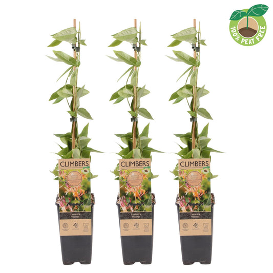 Lonicera henryi 65cm 15cm Pot