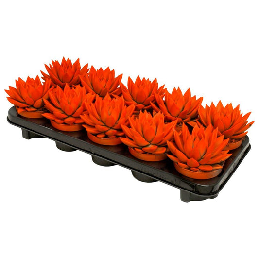 Echeveria colored orange 13cm 510cm Pot
