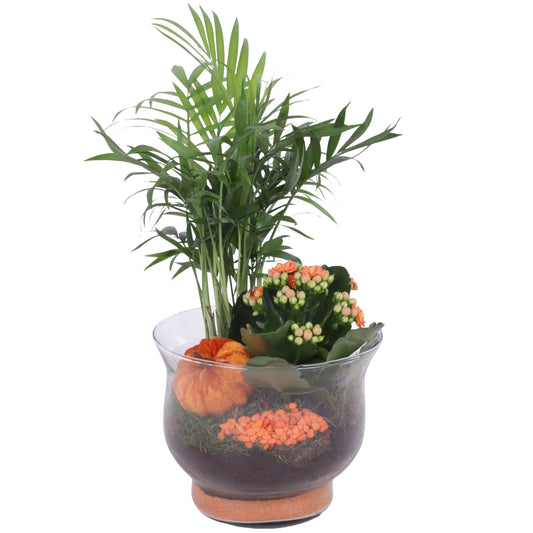 Indoor arrangement 35cm 16cm Pot