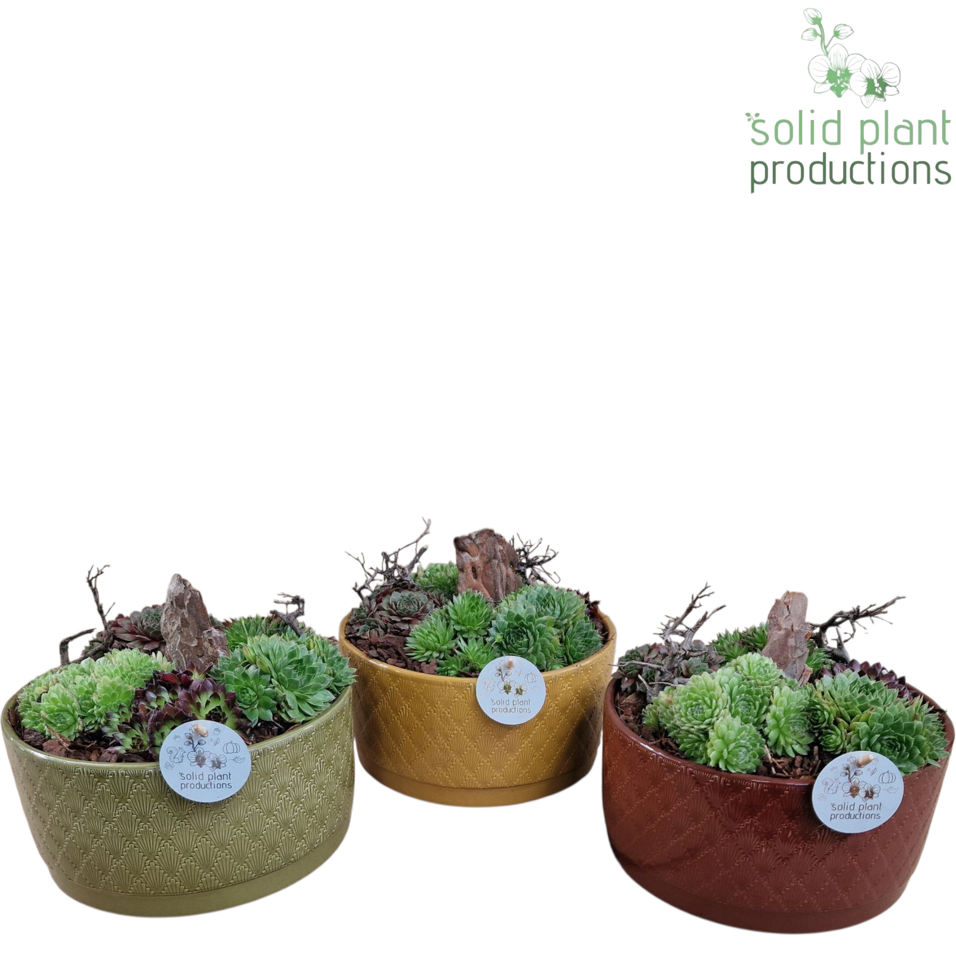 Sempervivum arrangement 20cm 22cm Pot