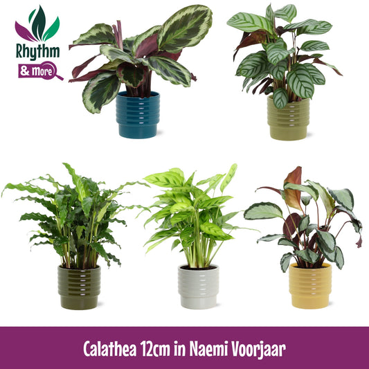 calathea-mix-in-ceramics-40cm-12cm-pot
