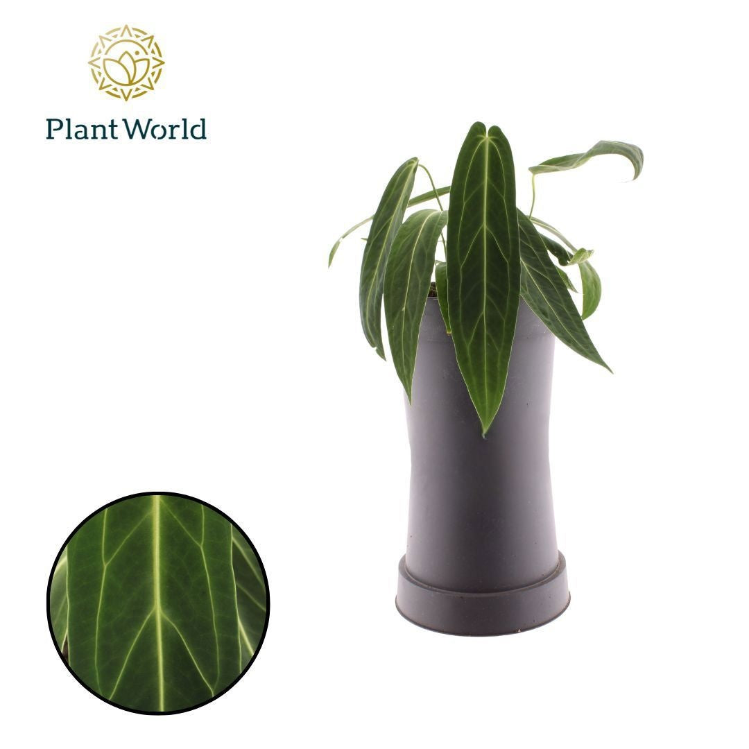 Anthurium andraeanum 50cm 19cm Pot