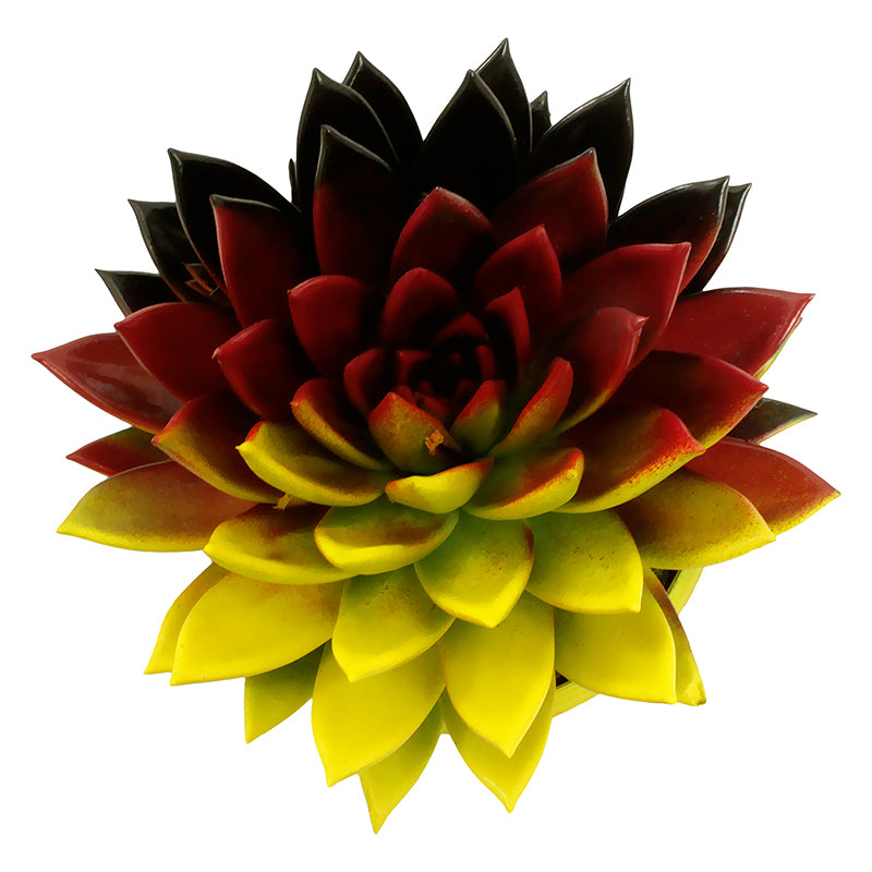 Miranda coloured flag Germany 11cm Special Pot (508)