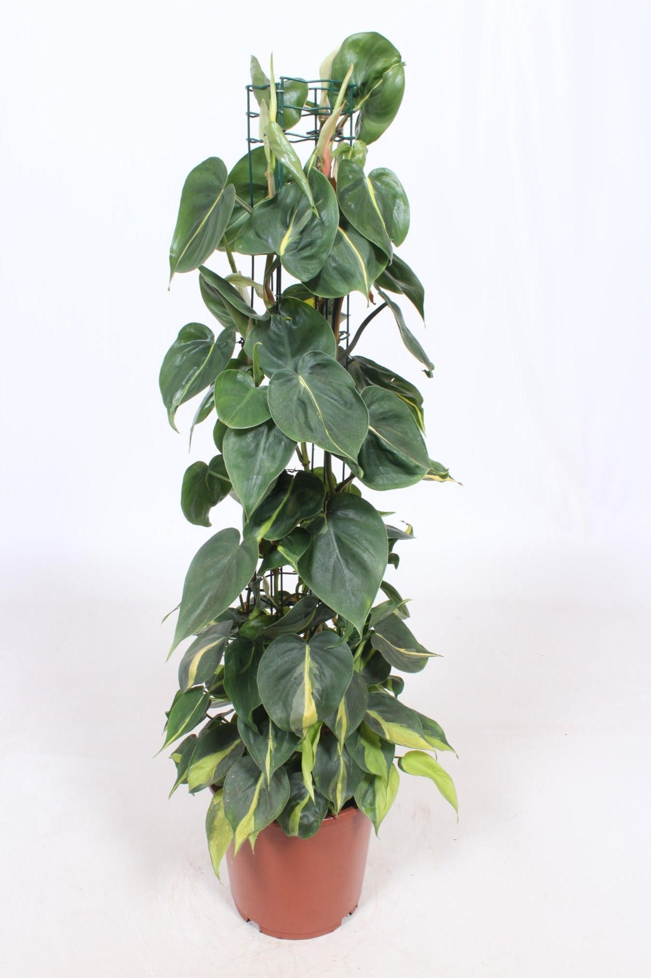 Philodendron Brasil 110cm 24cm Pot