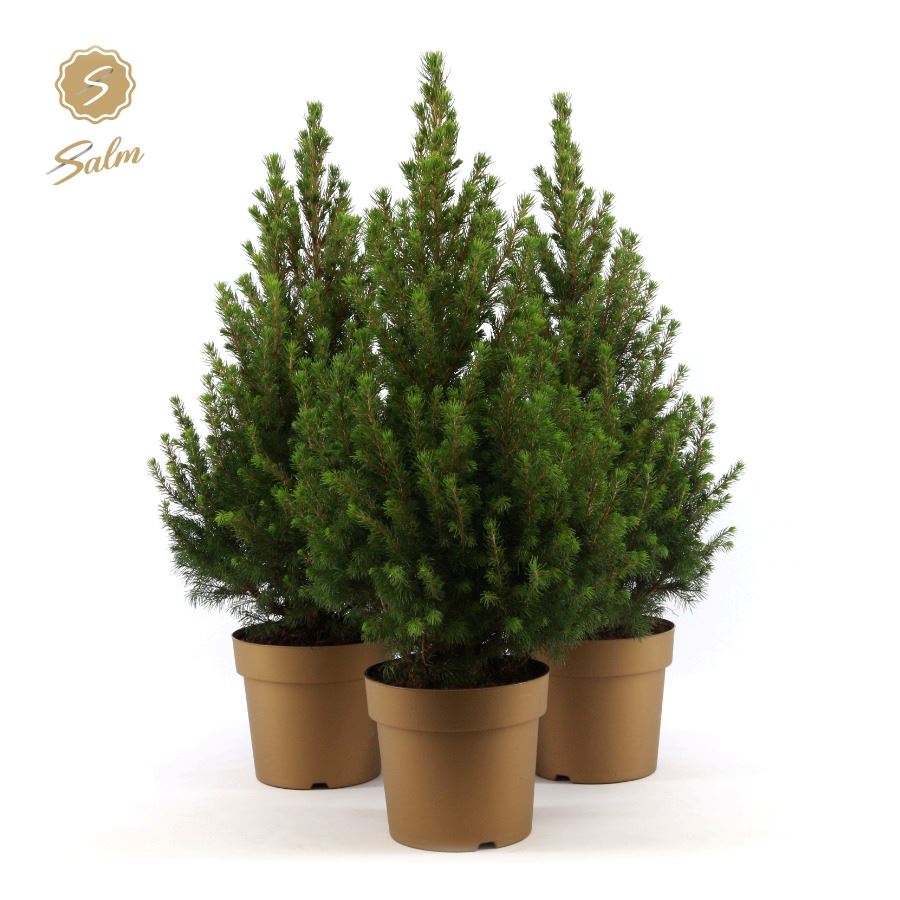 Picea gl. December 70cm 19cm Pot