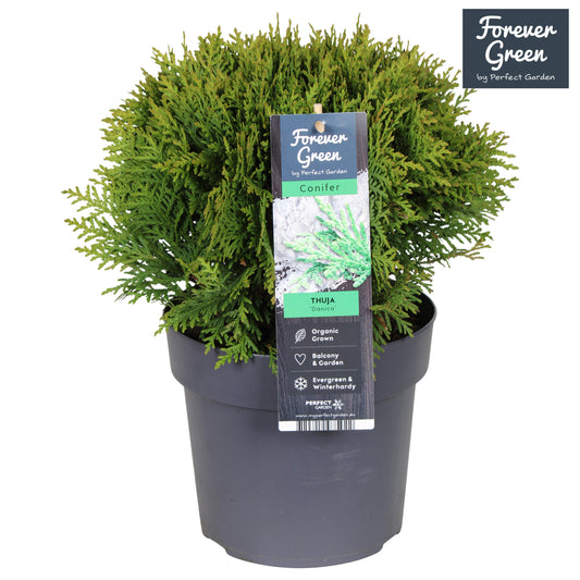 Thuja occidentalis Danica 50cm 19cm Pot