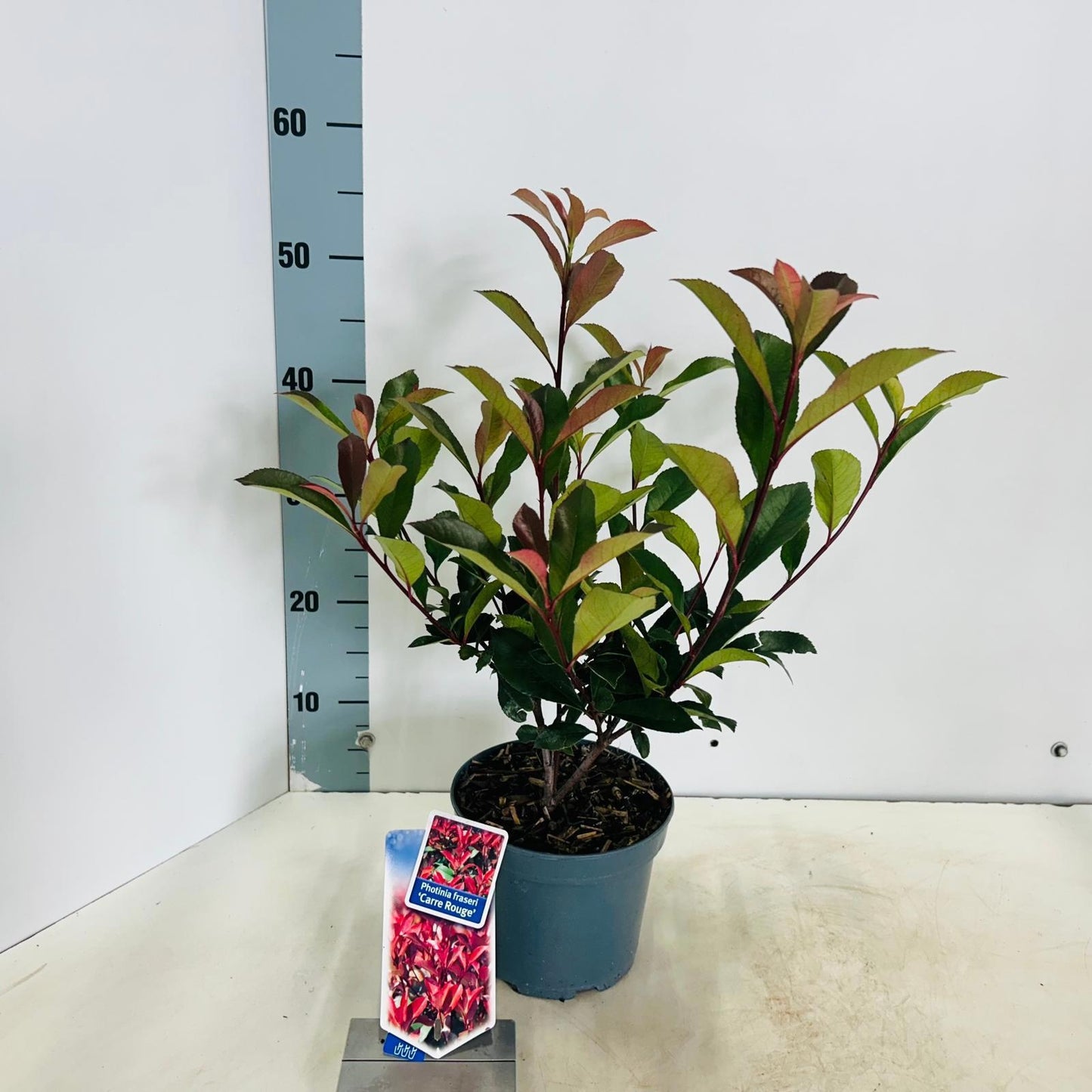 Photinia Carre Rouge 45cm 17cm Pot