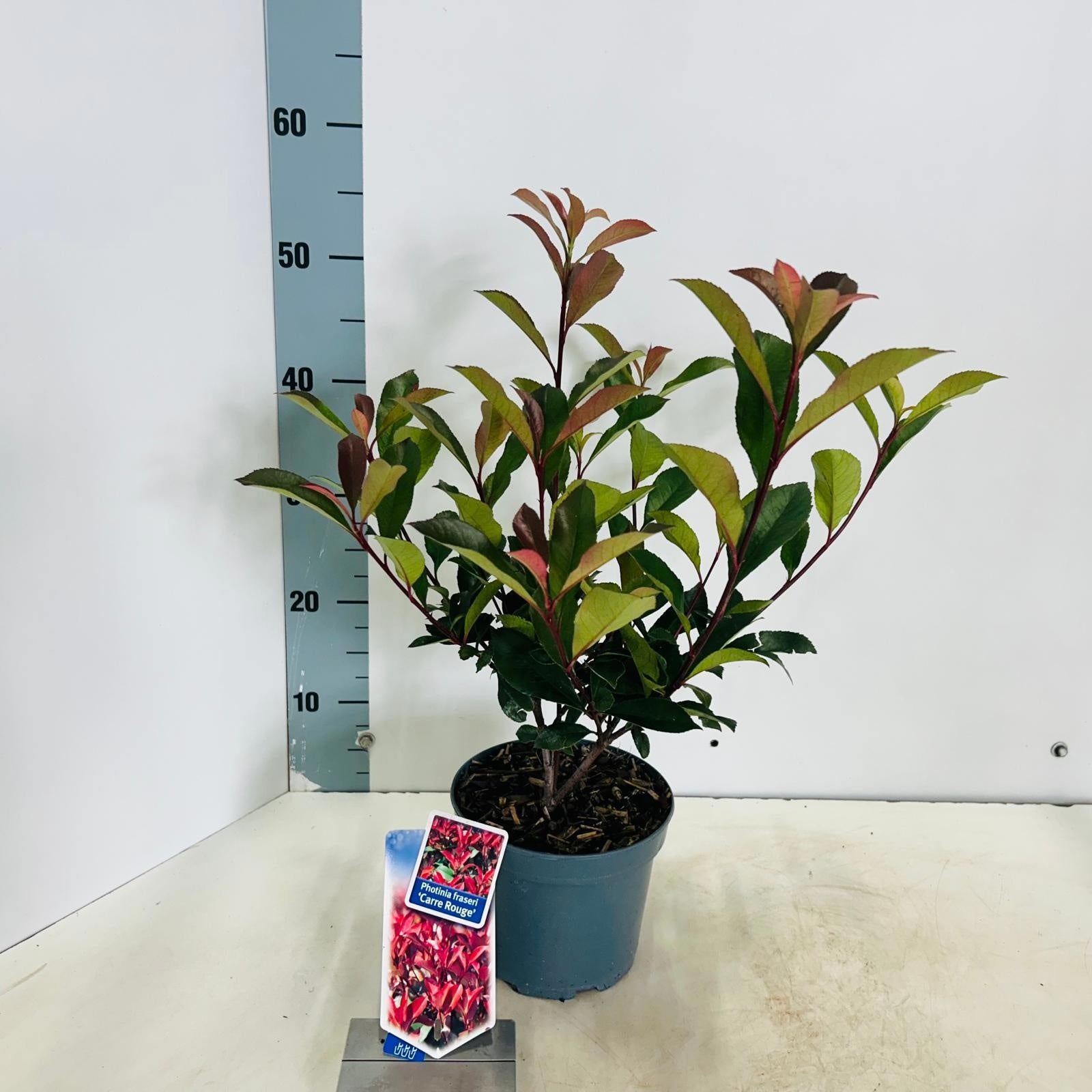 Photinia Carre Rouge 45cm 17cm Pot