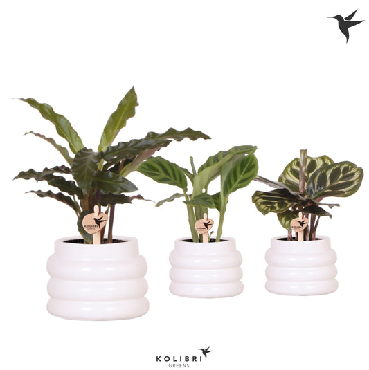 Calathea mix 18cm 6cm Pot