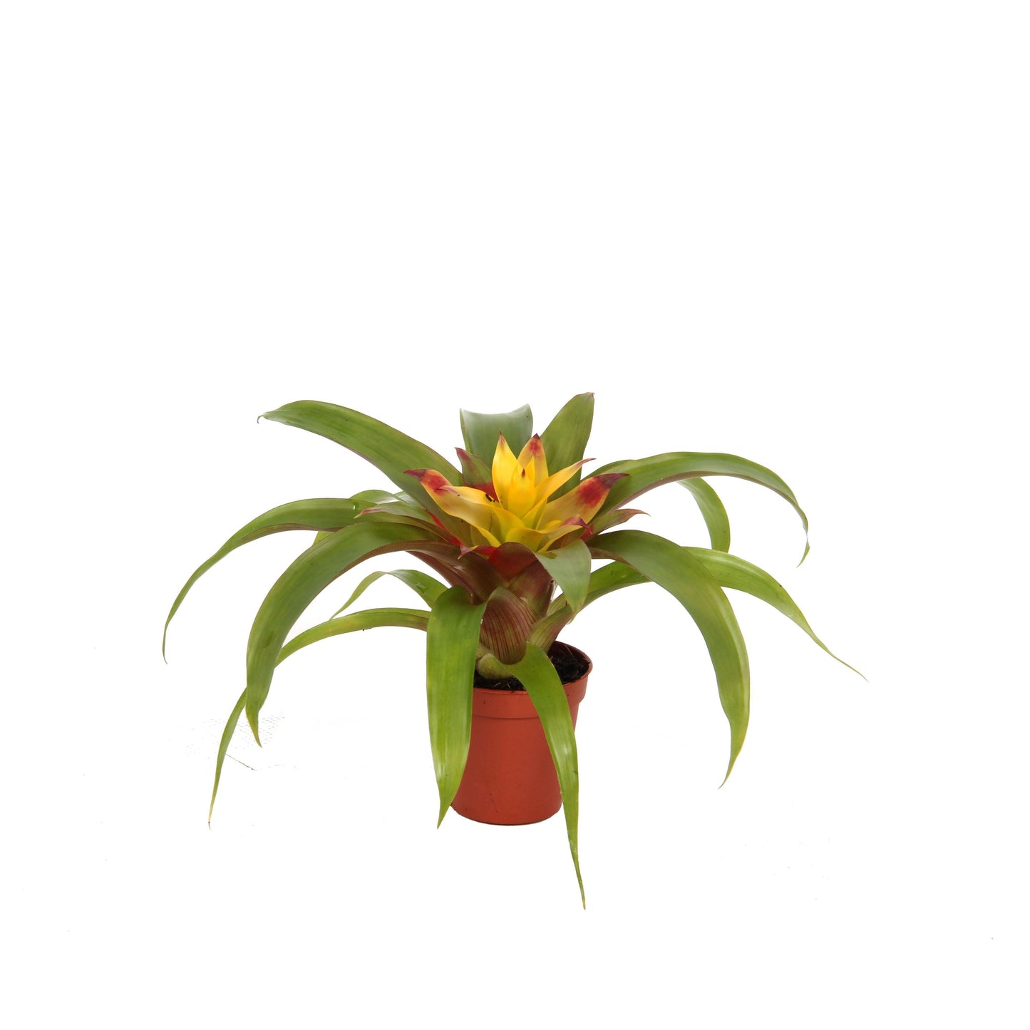 Guzmania 'Mia' 15cm 5.5cm Pot