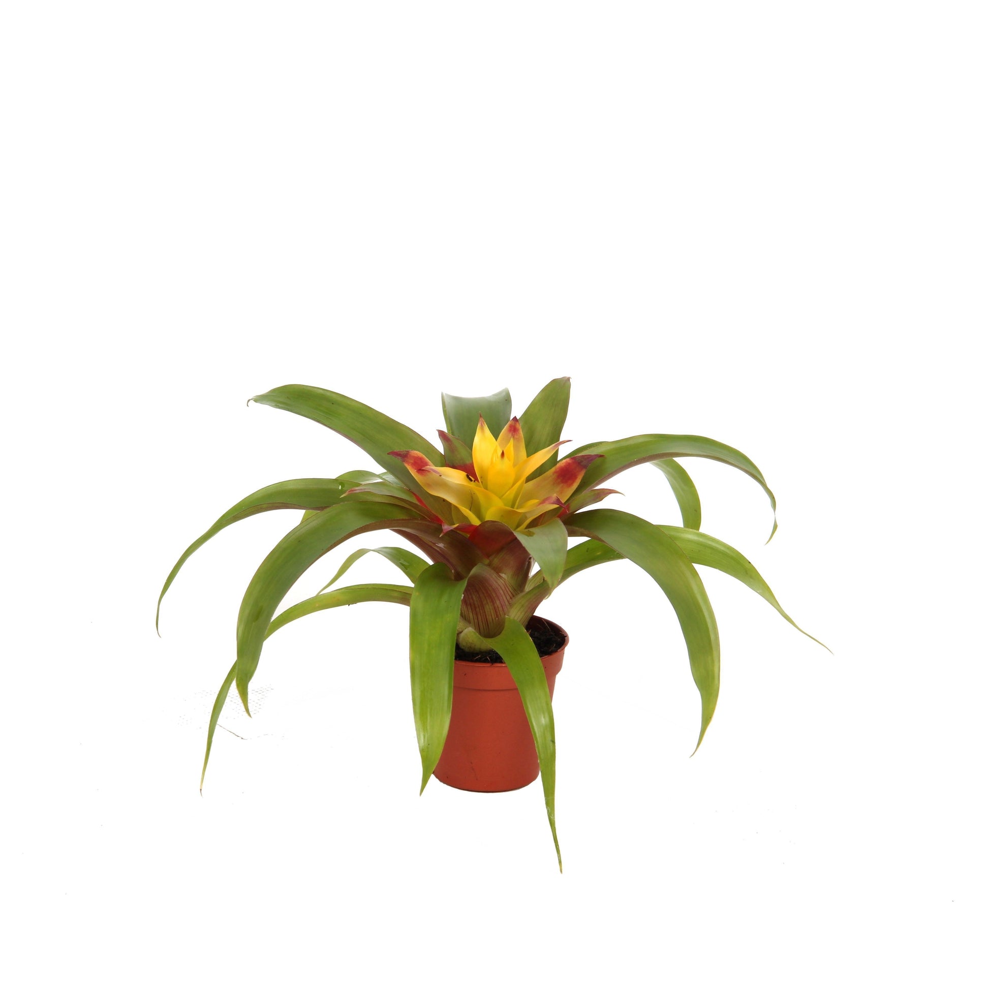 Guzmania 'Mia' 15cm 5.5cm Pot