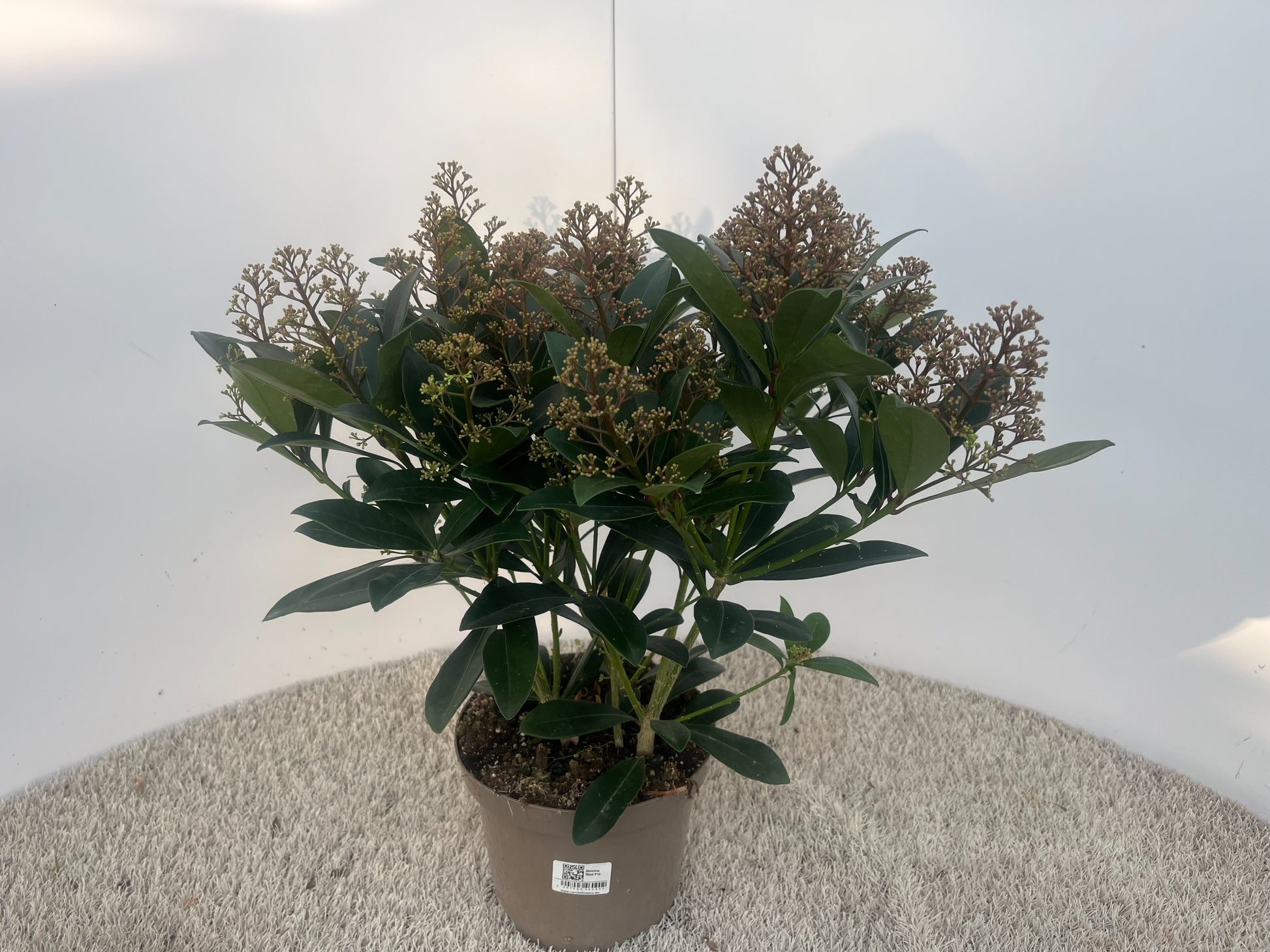 Skimmia japonica Rubella 30cm 19cm Pot