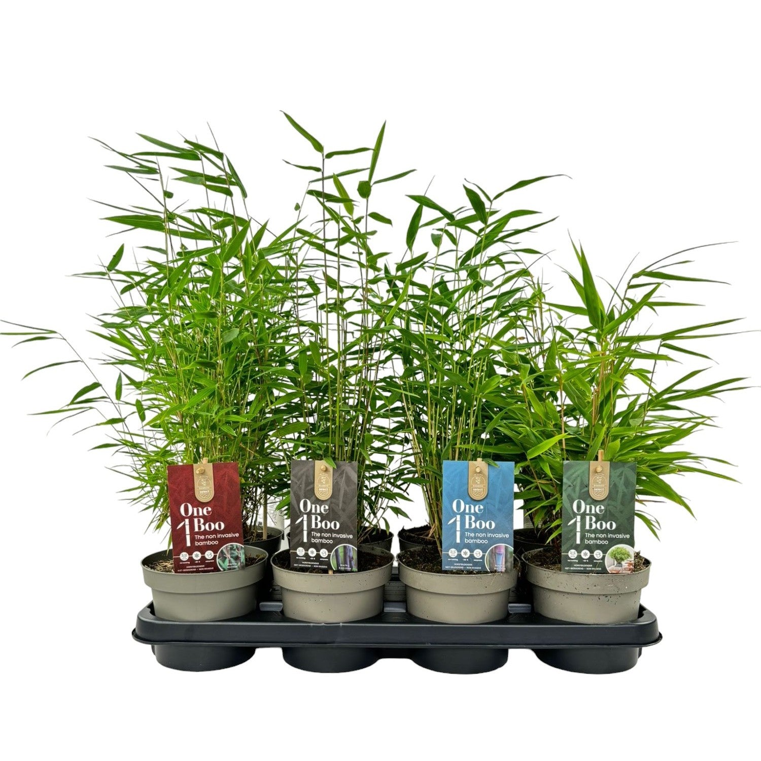 Grasses mix 30cm 14cm Pot