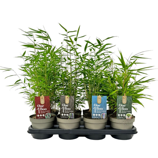 Grasses mix 30cm 14cm Pot