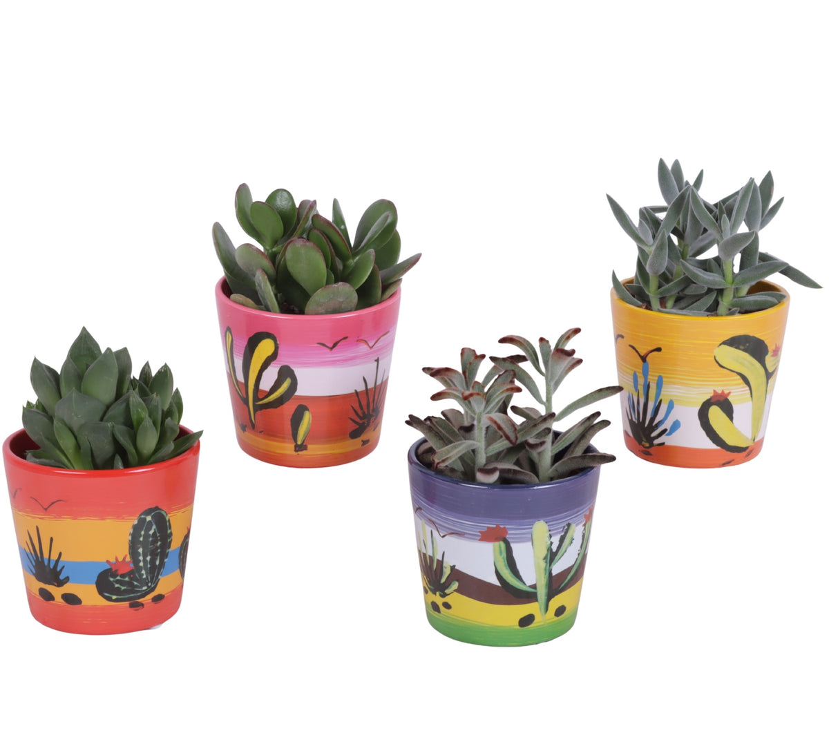 Succulent mix 20cm 10cm Pot