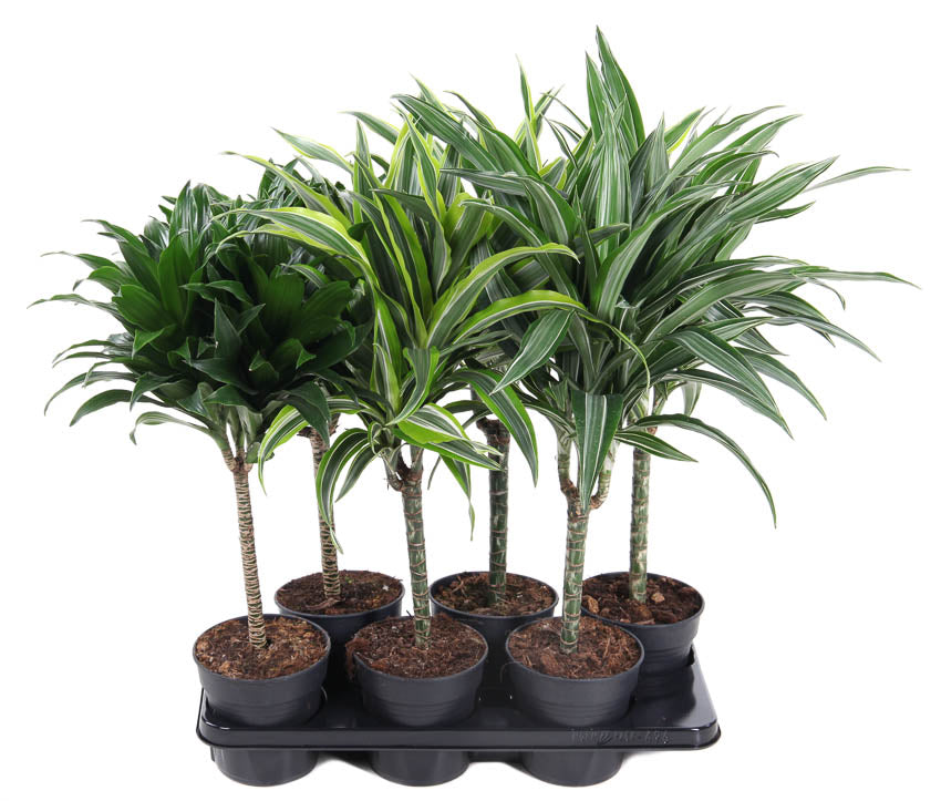 Dracaena mix 70cm 15cm Pot