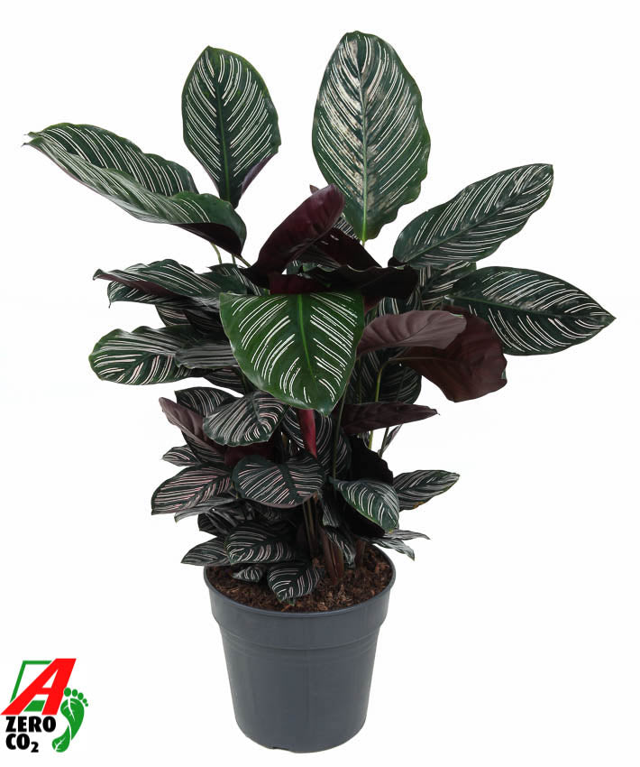 Ammerlaan Green Innovator Calathea Ornata Pack of 1