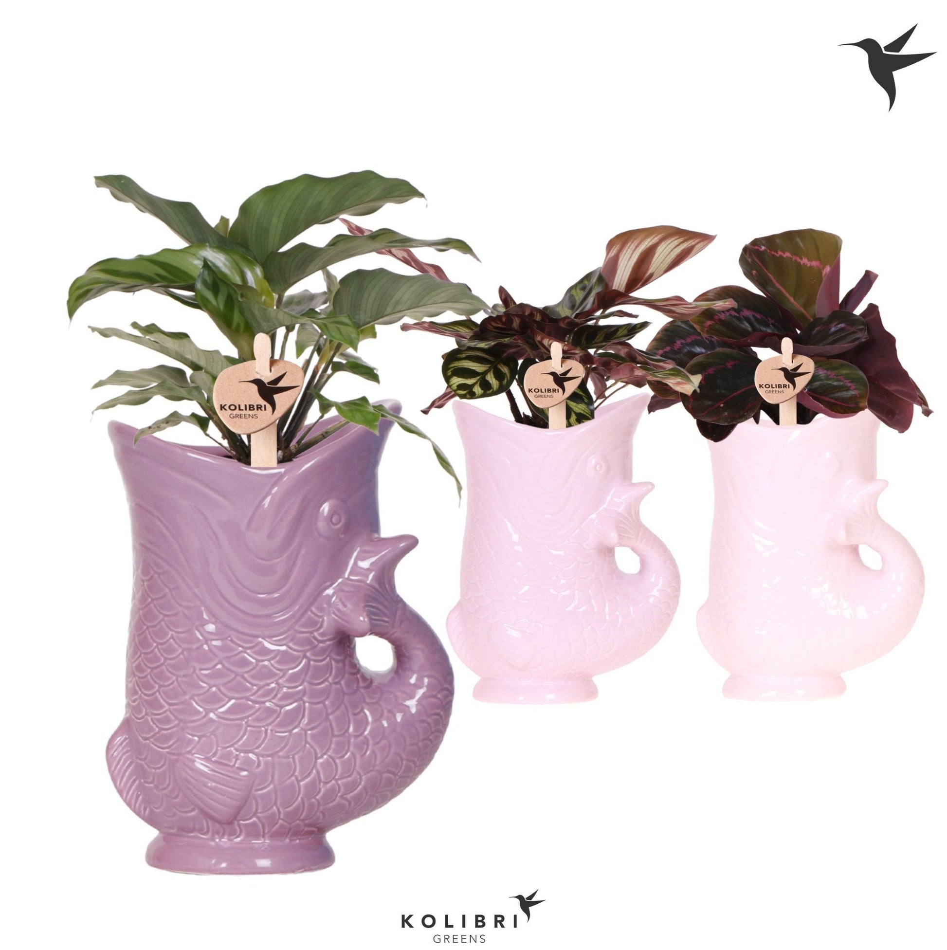 Calathea mix in ceramics 31cm 9cm Pot